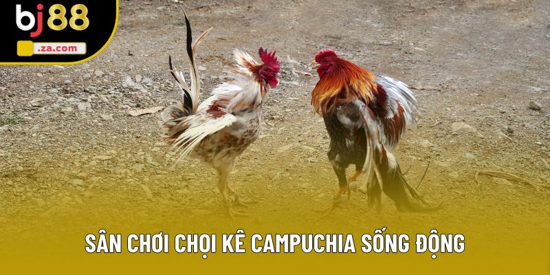 Sân chơi chọi kê Campuchia sống động Sân chơi chọi kê Campuchia sống động