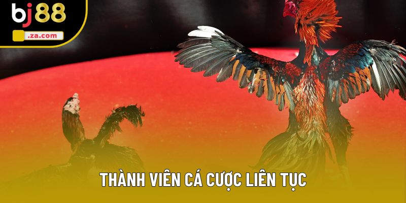 Thành viên cá cược liên tục Thành viên cá cược liên tục