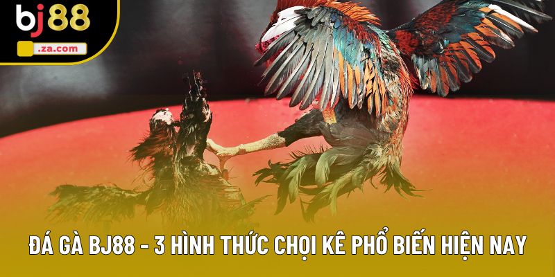 Đá Gà BJ88 - Tổng Hợp 3 Loại Hình Giải Trí Được Yêu Thích Nhất 1 Đá Gà BJ88 - 3 Hình Thức Chọi Kê Phổ Biến Hiện Nay
