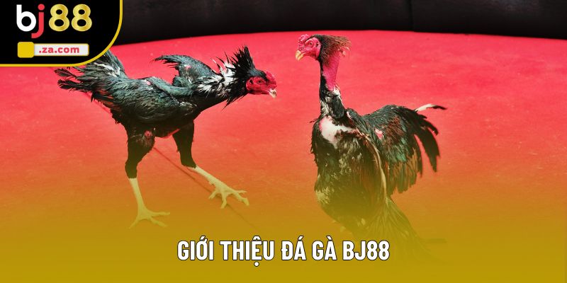 Giới thiệu đá gà BJ88 Giới thiệu đá gà BJ88