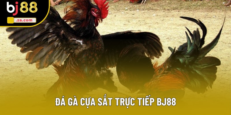 Đá Gà Cựa Sắt Trực Tiếp - Hướng Dẫn Tuyệt Chiêu Cược Siêu Đỉnh 1 Đá Gà Cựa Sắt Trực Tiếp - Đấu Trường Giải Trí Đình Đám 2025
