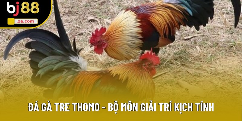 Đá Gà Tre Thomo - Bộ Môn Giải Trí Đặc Sắc Bạn Không Nên Bỏ Lỡ 1 Đá Gà Tre Thomo - Trận Chiến Mãn Nhãn, Kịch Tính Và Hấp Dẫn